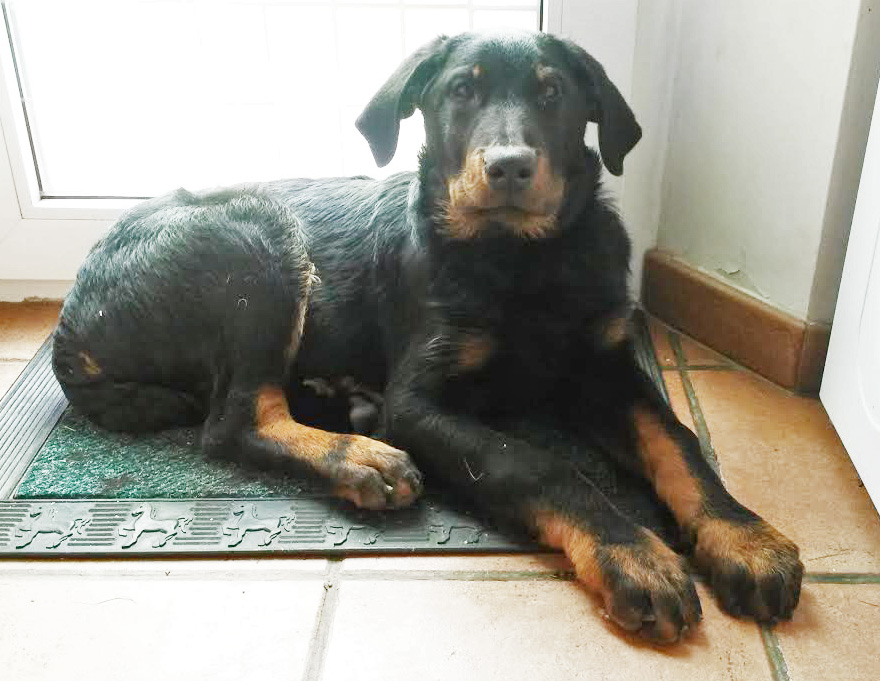 domainedelalicorne.fr Elevage de beauceron chiot beauceron pure race élevage du clos de la licorne elevage des gardiens de la licorne elevage beauceron noir et feu authentique gros gabarits élevage de Beauceron familial sérieux et qualité domainedelalicorne.fr suivi des chiots conseil d’éducation chiot propre bas rouge santé caractère spécialiste du beauceron noir et feu ou arlequin chien rustique berger de France  nos chiots sont élevés avec amour et attention notre passion au service de la qualité Beauceron de qualité et sportif domaine de la licorne 04380 BARRAS élevage en liberté éleveur berger de beauce élevage de beauceron de travail 